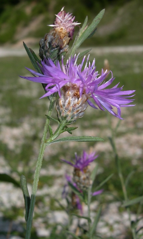 Centaurea jacea subsp. gaudinii (=Centaurea bracteata)